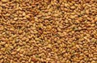 Alfalfa seeds