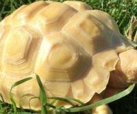 Albino Tortoise