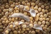 Soya beans