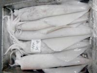 Frozen Squid