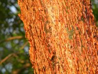 CHACA  ( Chakaã€Gumbo Limbo )