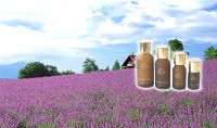 Lavender   essential oil