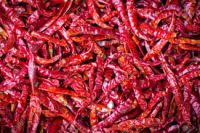 Hot Indian Chilli