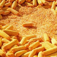 Yellow Corn