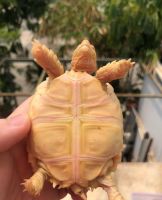 Tortoises for sale online