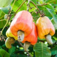 raw cashew nut