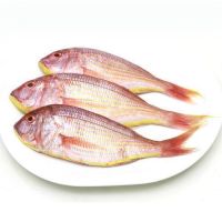 FROZEN FGOLDEN THREADFIN BREAM