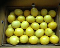 Fresh Eureka Lemons 