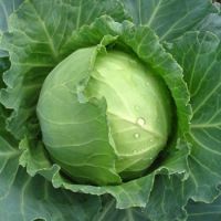 Fresh Delicious Green Cabbage 