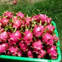 FRESH DRAGON FRUIT