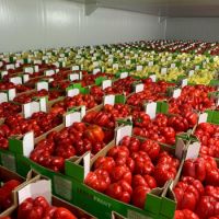 Fresh Red Capsicum/ Sweet pepper 