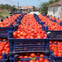 Fresh Tomatoes