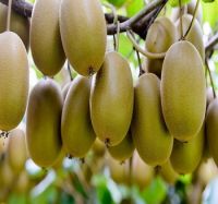 Fresh Kiwi fruit 