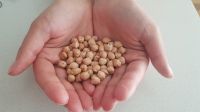 Chickpeas