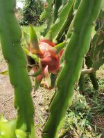 VIETNAM'S DRAGON FRUIT