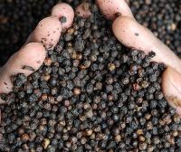 Vietnam Black Pepper Natural Flavour- Best Price and High Quality    henry: +84832137609       hotline: +976776168
