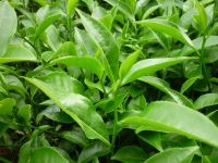 Wholesale from factory Black tea Orthodox Loose medium leaf OP1 100% new