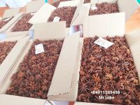 vietnam star anise autumn new crop 2023 dried product hot taste