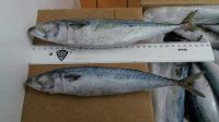 Frozen horse mackerel fish