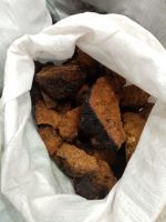 Chaga