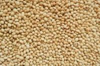 Soybeans