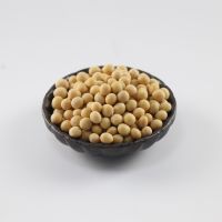 Soybeans From Malaysia with Best Quality and Best Price Yellow Bean