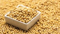 Soybeans From Malaysia with Best Quality and Best Price Yellow Bean