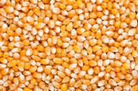 Popcorn Kernels / Popcorn Grains