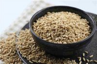 Best Oat Grains 