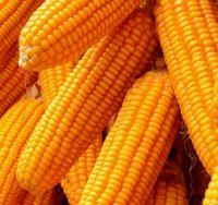 Best Quality Corn Grain From Malaysia