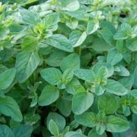 best quality oregano powder