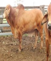 Healthy Brahman Cows, Brahman Bulls, Brahman Heifers & Brahman Calves
