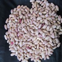 Speckled kidney /pinto beans for sale