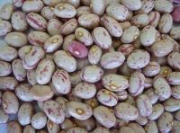 Speckled kidney /pinto beans for sale