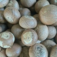 Grade A Betel Nuts