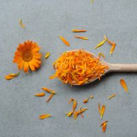 Calendula Petal