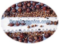 Juniperus Communis Seeds