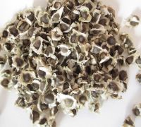 Organic Moringa seeds