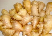 Fresh ginger for sale