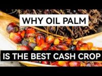 Palm oil - Oil palm fruit/Palm kernels, ...