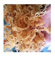 SEA MOSS