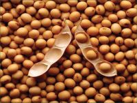 High Quality Non GMO Yellow Soybeans - Soybeans