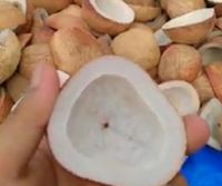 Edible Sun Dried Coconut Copra