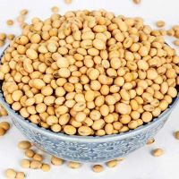 INDIAN Soybean seeds