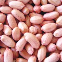 jumbo raw bold peanuts kernels