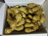 Wholesale Dried / Fresh Ginger in Bulk