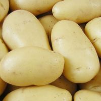 Fresh holland potatoes