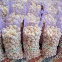 Wholesale High Quality Fresh Garlic