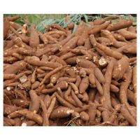 Organic Fresh Cassava for Sale