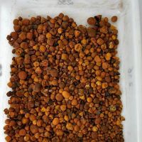 Buy Cow Gall Stones / Ox Gallstones at cheap price